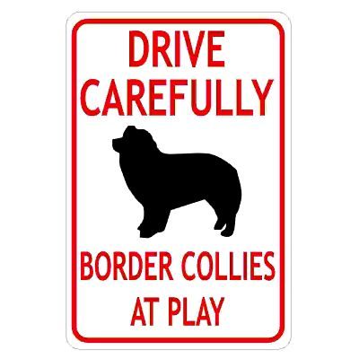 drive-carefully-border-collies-at-play